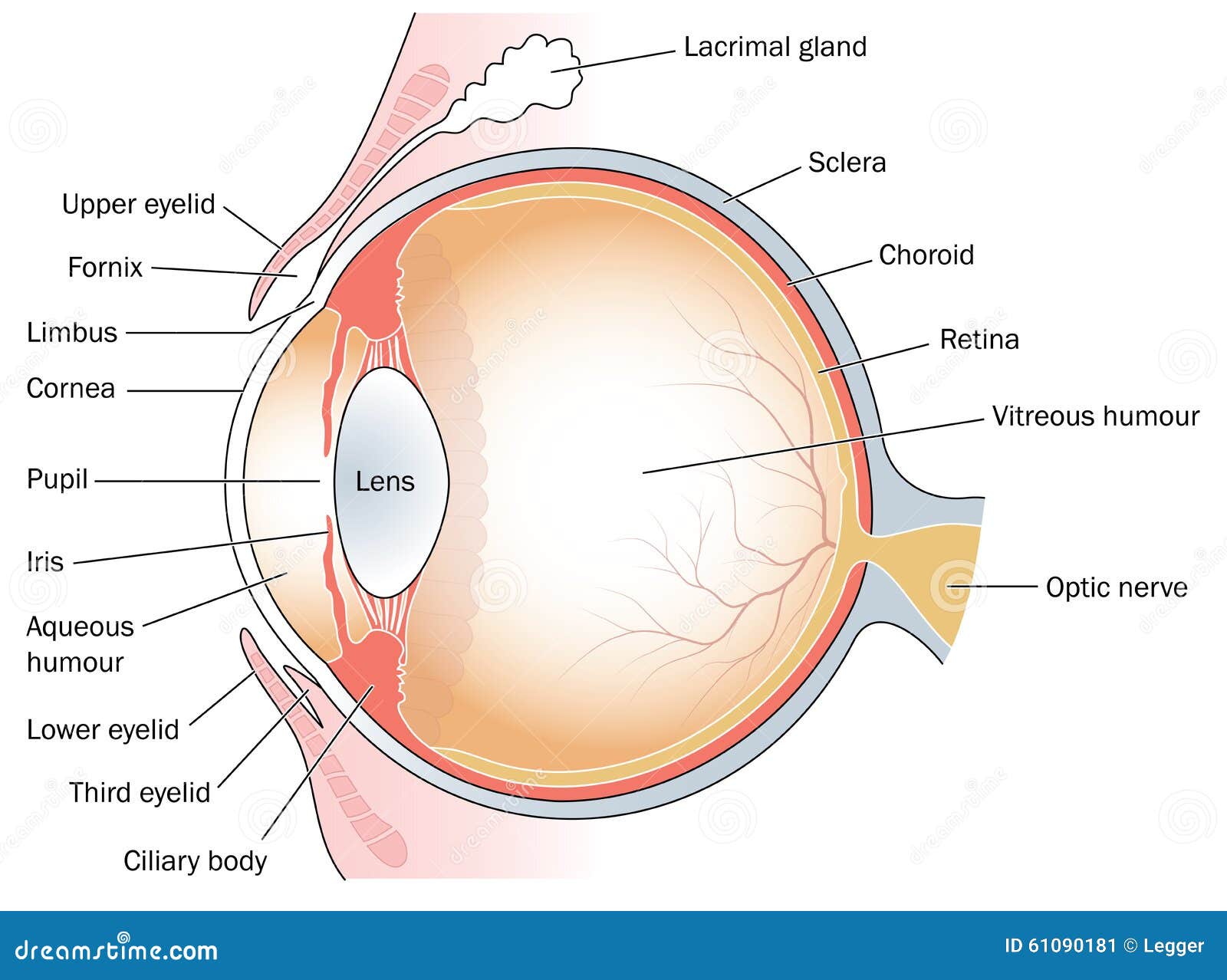 cross section through the eye