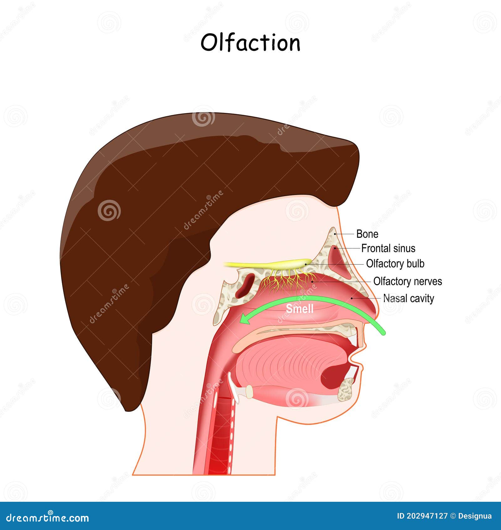 olfactory nose