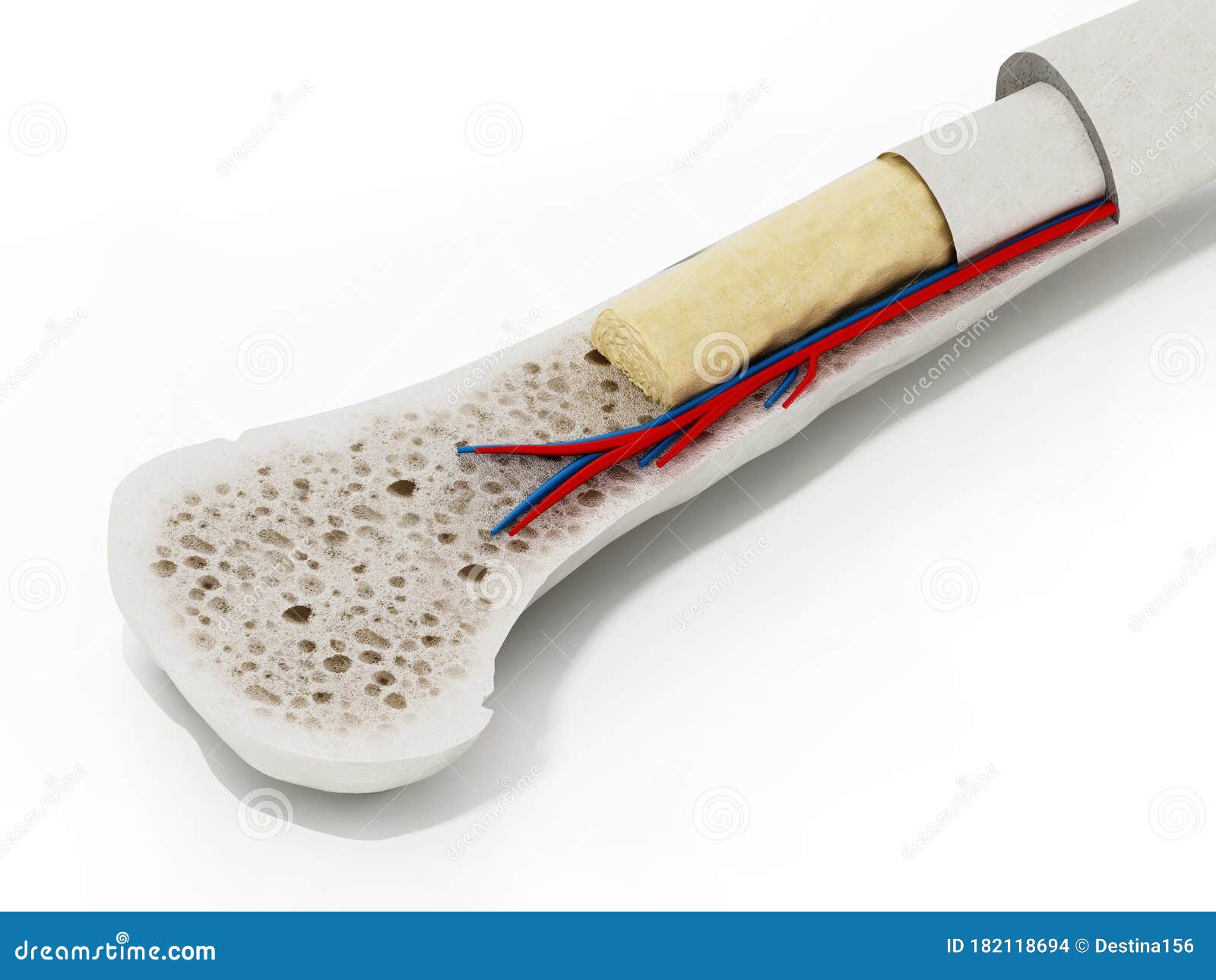 Cross Section Of A Human Bone Showing Bone Marrow, Spongy ...