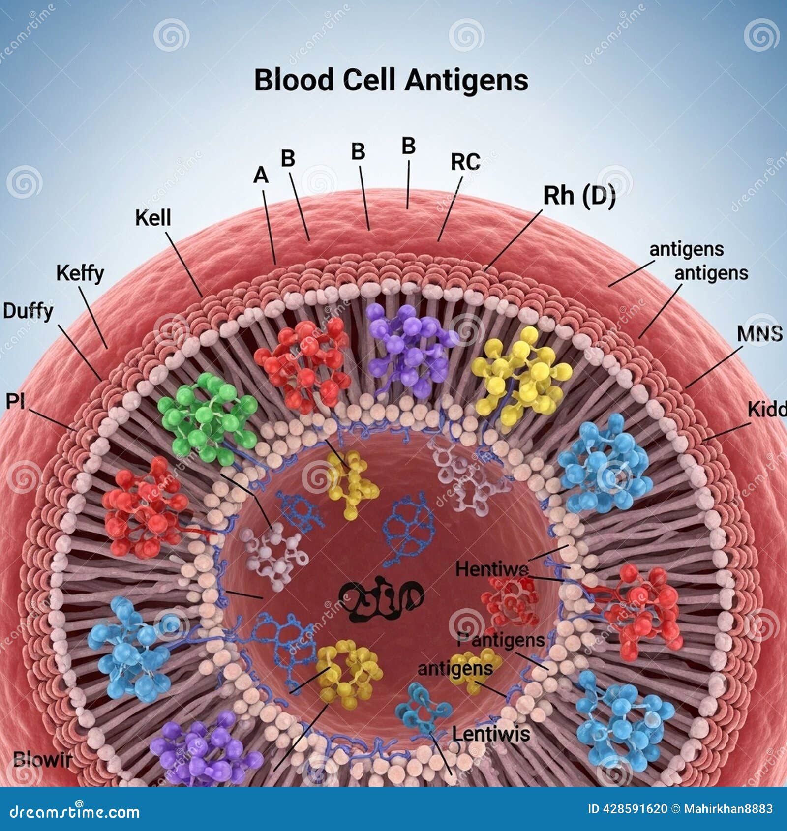 Abo Blood Group Types Vector Types Stock Vector (Royalty Free) 2279444651 |  Shutterstock, image size:1600x1690