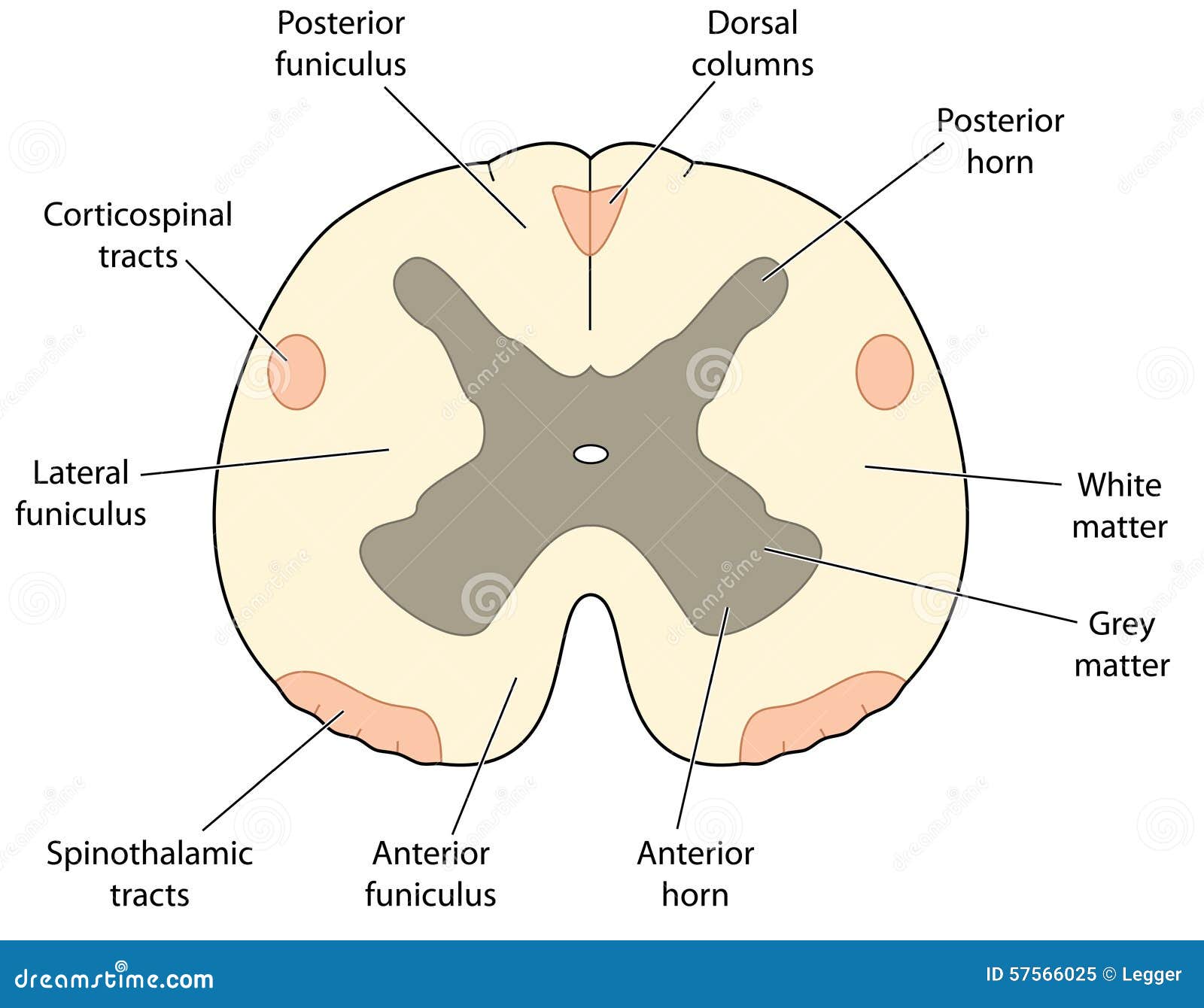 Cross Section Through Spinal Cord Stock Vector - Image: 57566025
