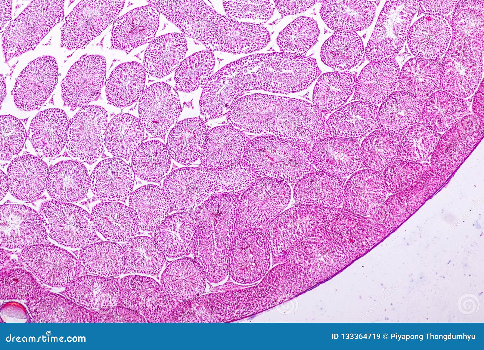 Testis Cross Section Anatomy