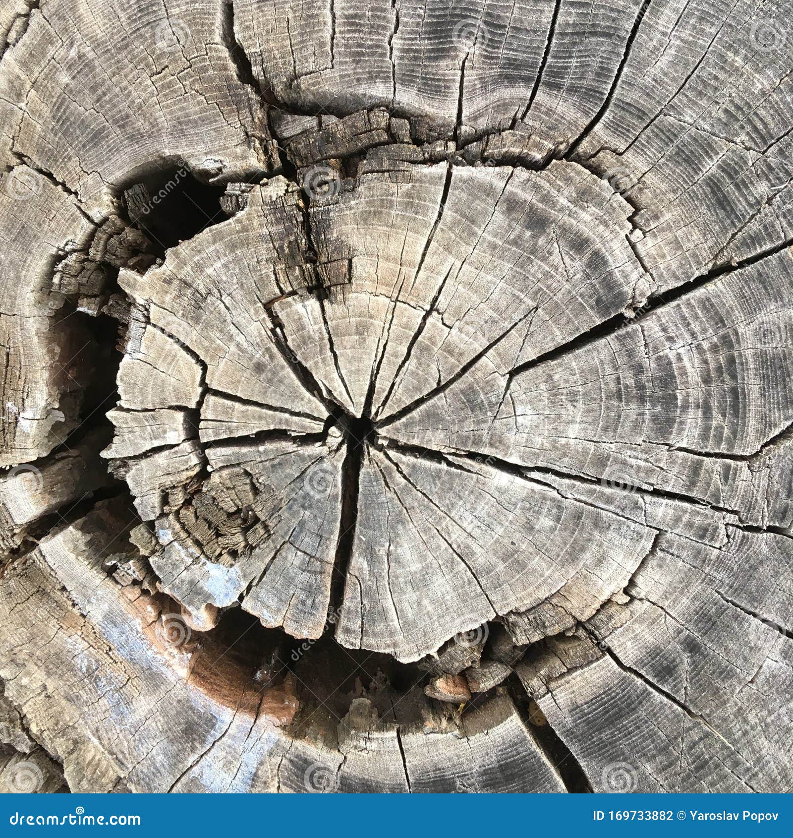 Cross section of the tree stock photo. Image of cross 169733882