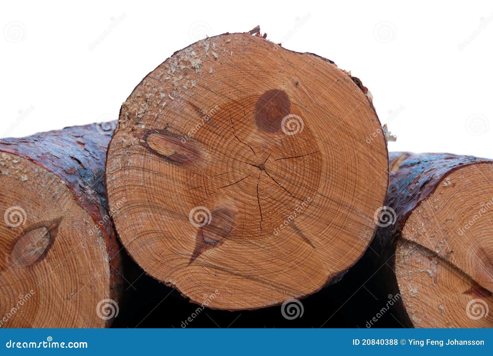 Cross Section of Tree with Knots Stock Photo Image of tree, macro