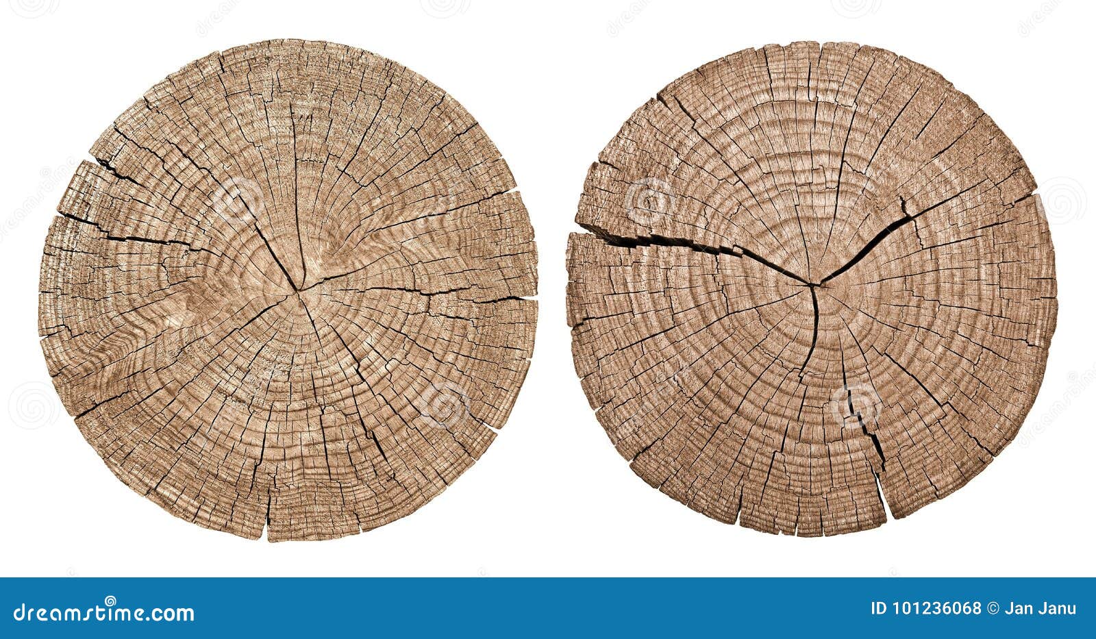 cross section of tree trunk