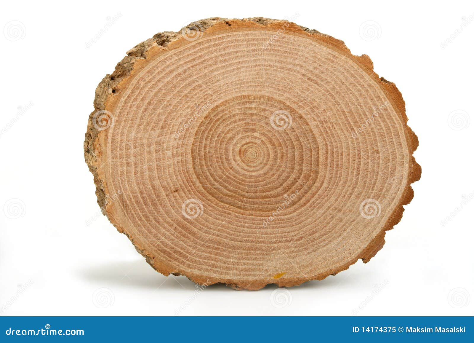 cross section of tree trunk showing growth rings