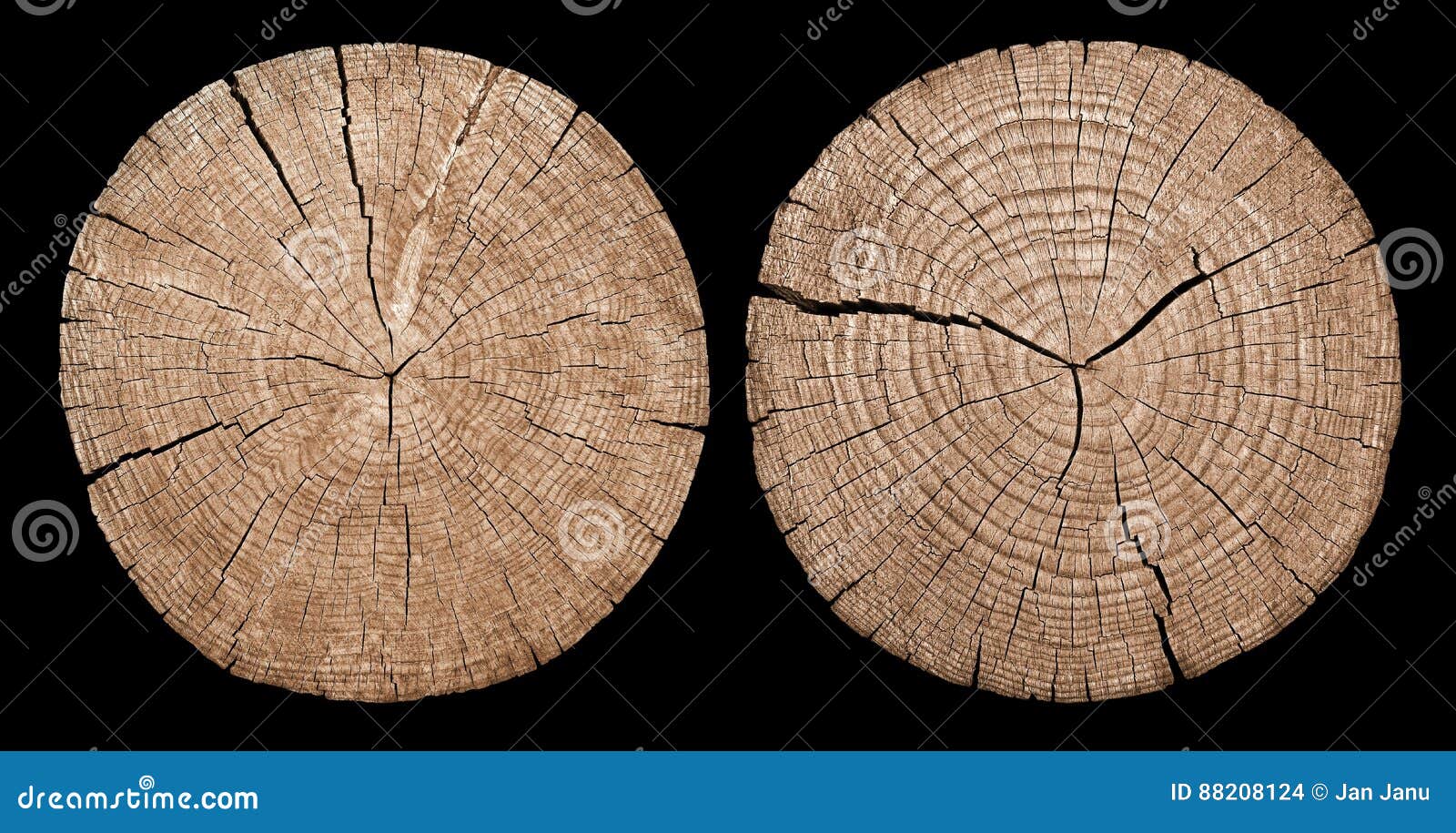 cross section of tree trunk showing growth rings