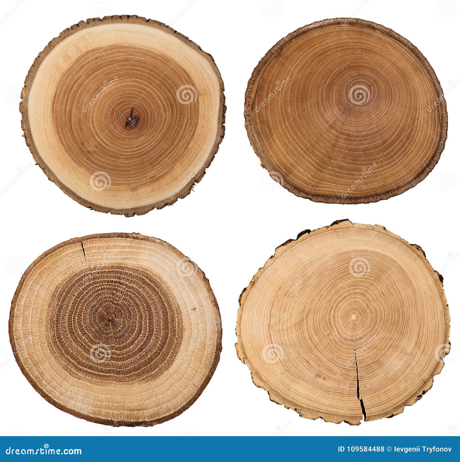 cross section of tree trunk  on white.