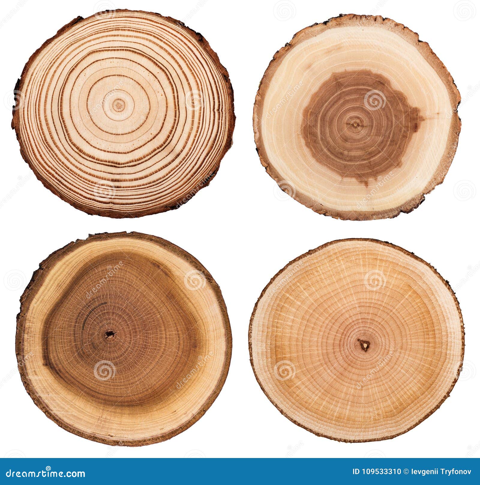Tree trunk with rings. Annual tree growth rings. vector illustration  isolated on white background. - SuperStock