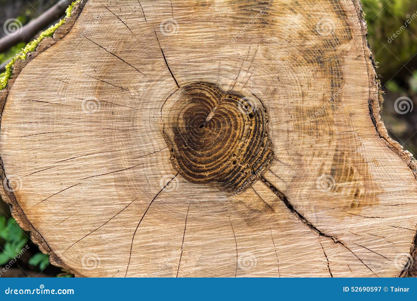 File:Coccoloba uvifera - view of tree trunk branch transverse cut showing  growth rings 01.jpg - Wikipedia