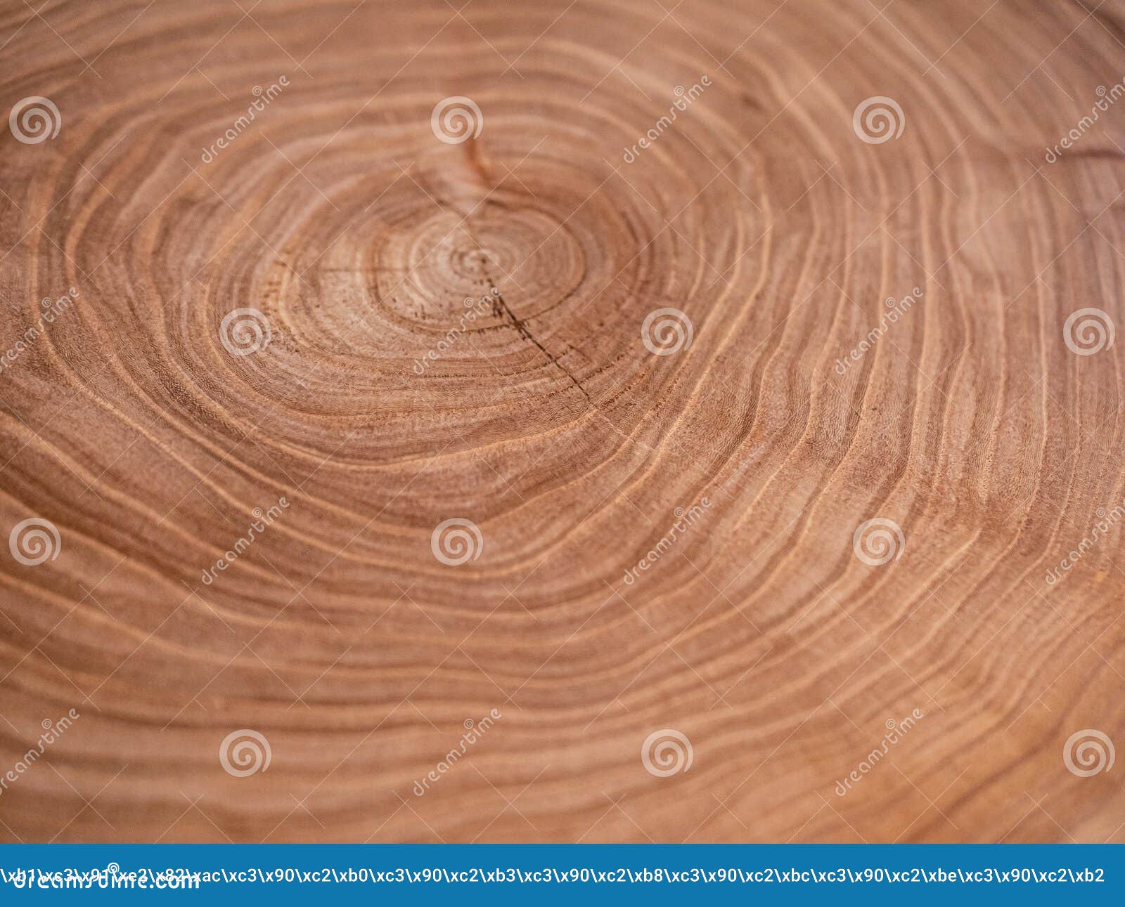 cross section of a very old tree with countless tree rings demonstrative of age. large circular piece of wood cross section with