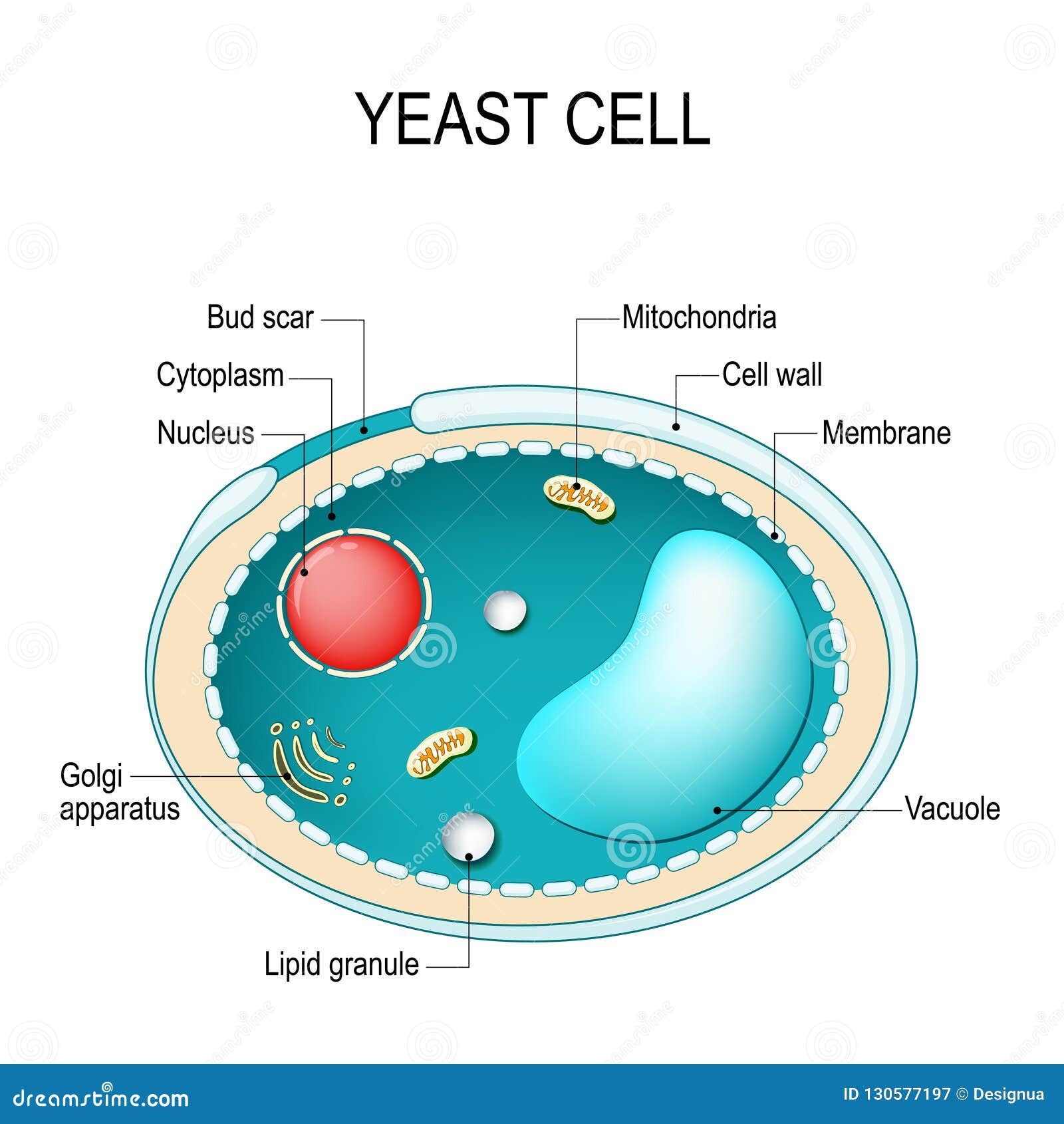 Cross Section of a Yeast Cell. Structure of Fungal Cell. Stock Vector