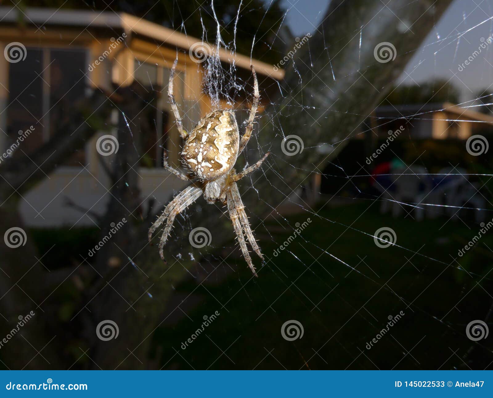 Cross Spider Araneus Diadematus Lurking For Prey At Her Net At Night