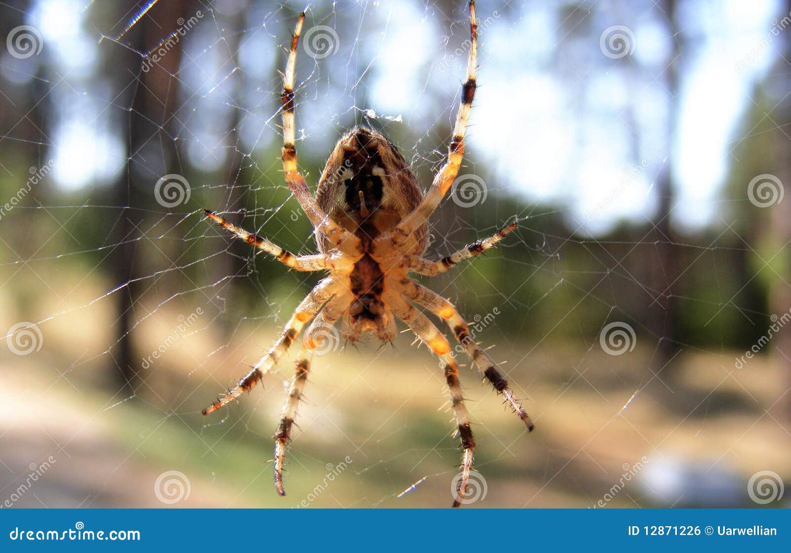 cross spider in the cobweb