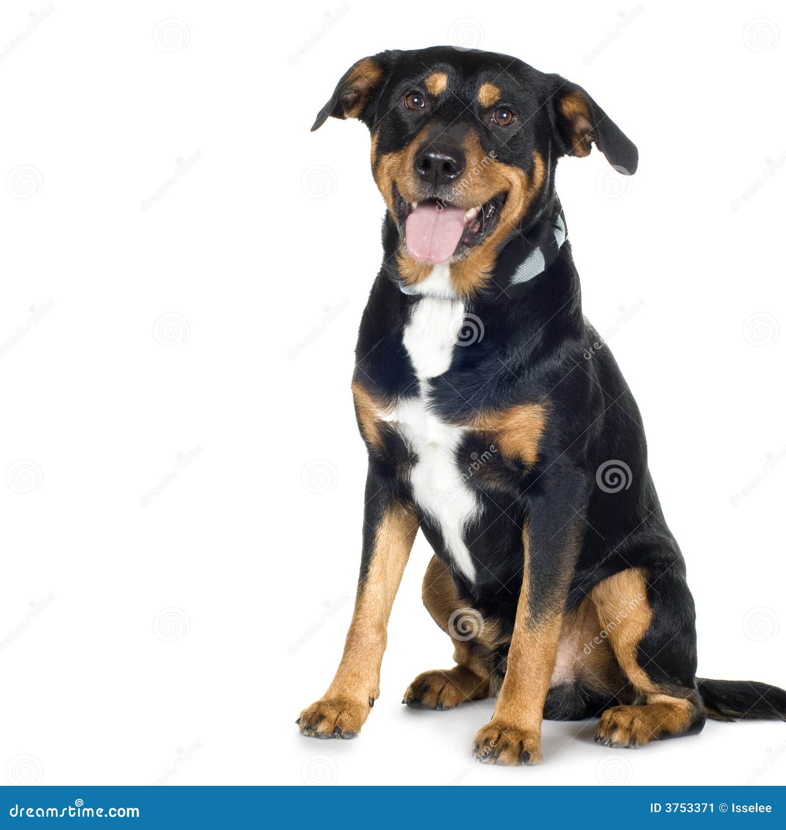 beagle rottweiler