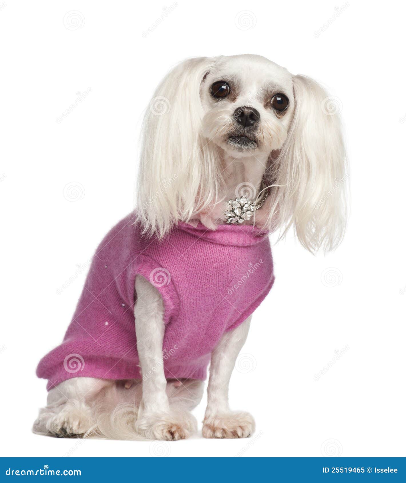 yorkie shaking and panting small sitting and panting in front of white royalty free stock breeds picture yorkie shaking and panting small sitting and panting in front of white royalty free stock breeds picture
