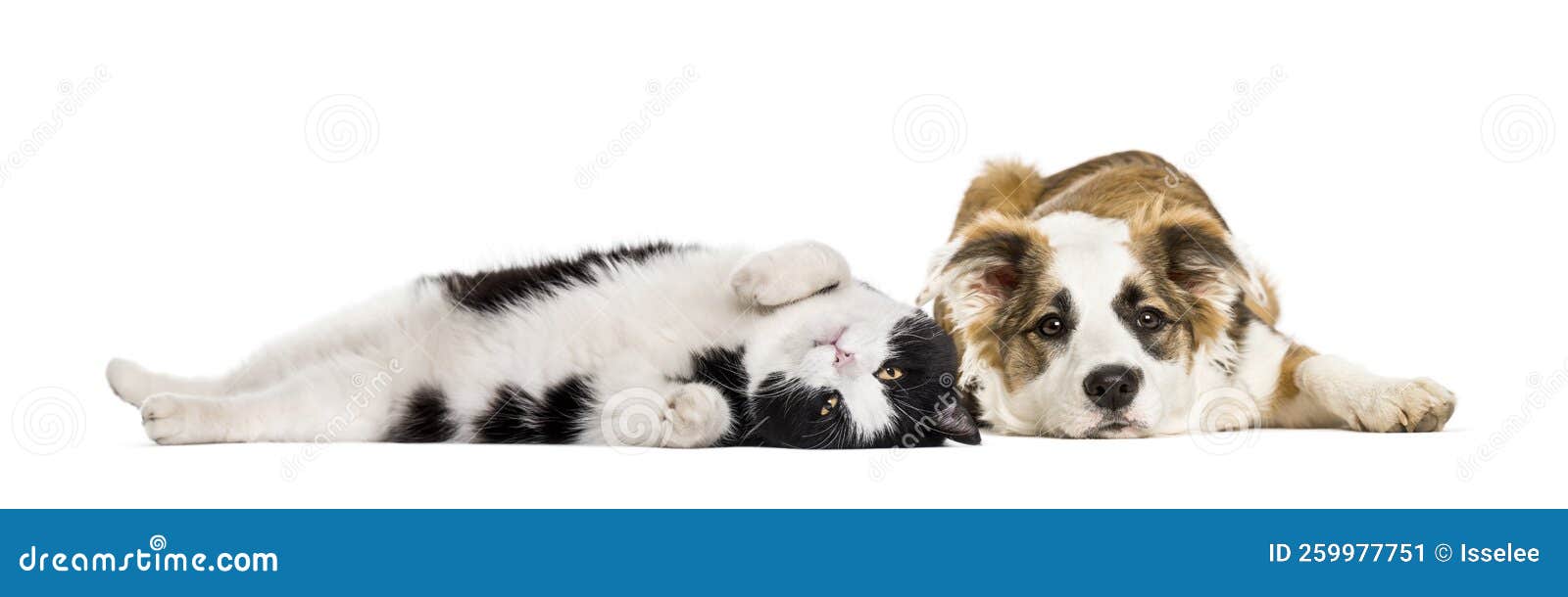 Crossbreed Dog and Cat, Lying Together, Isolated on White Stock Image Image of looking, studio
