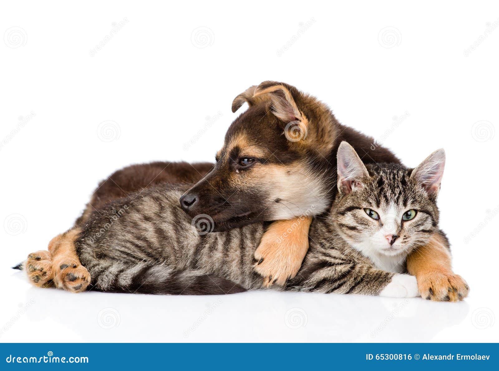 Crossbreed Dog Hugging Tabby Cat on White Background Stock Photo Image of looking, muzzle