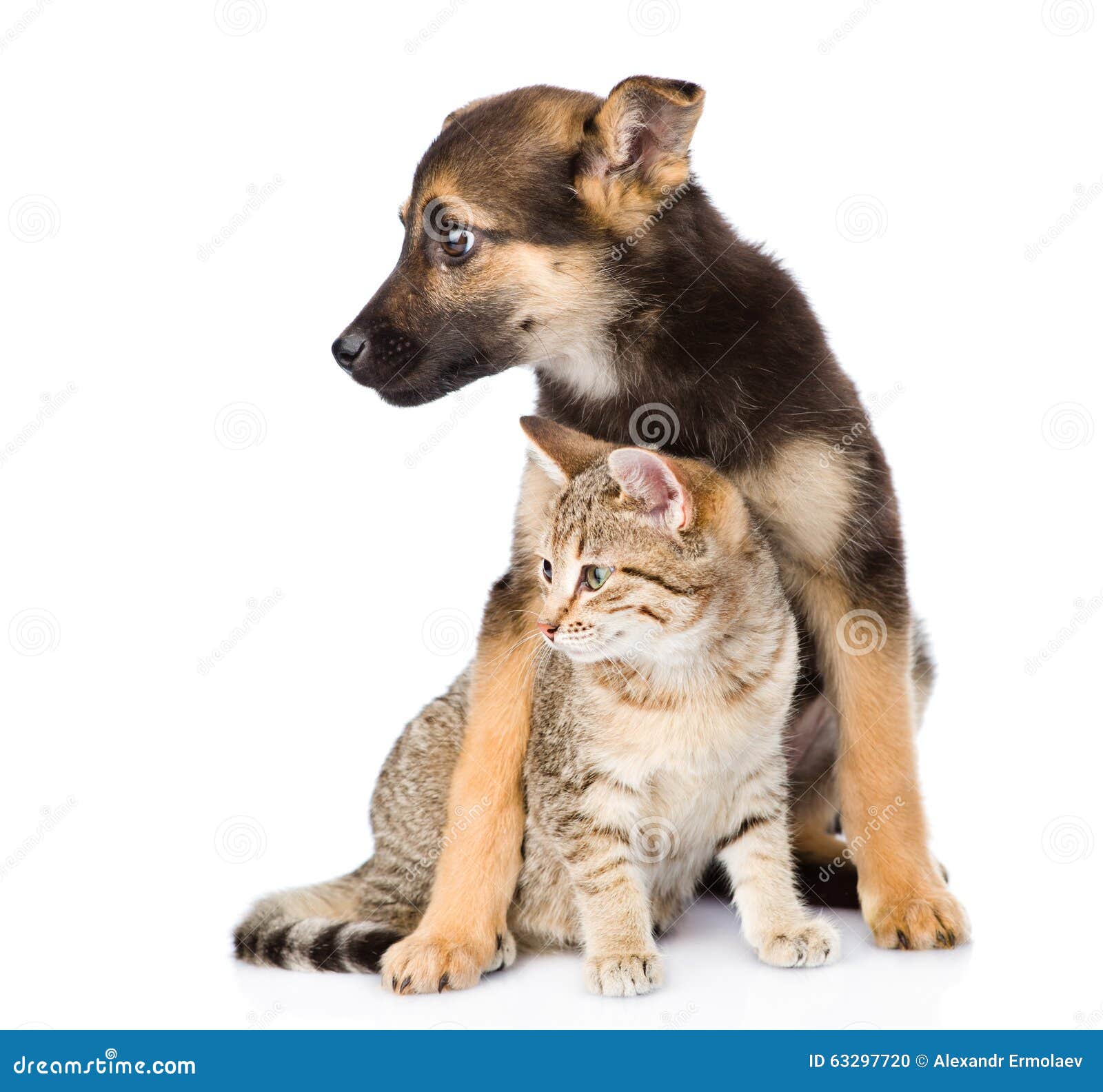 Crossbreed Dog and Small Tabby Cat. Isolated on White Background Stock Photo Image of