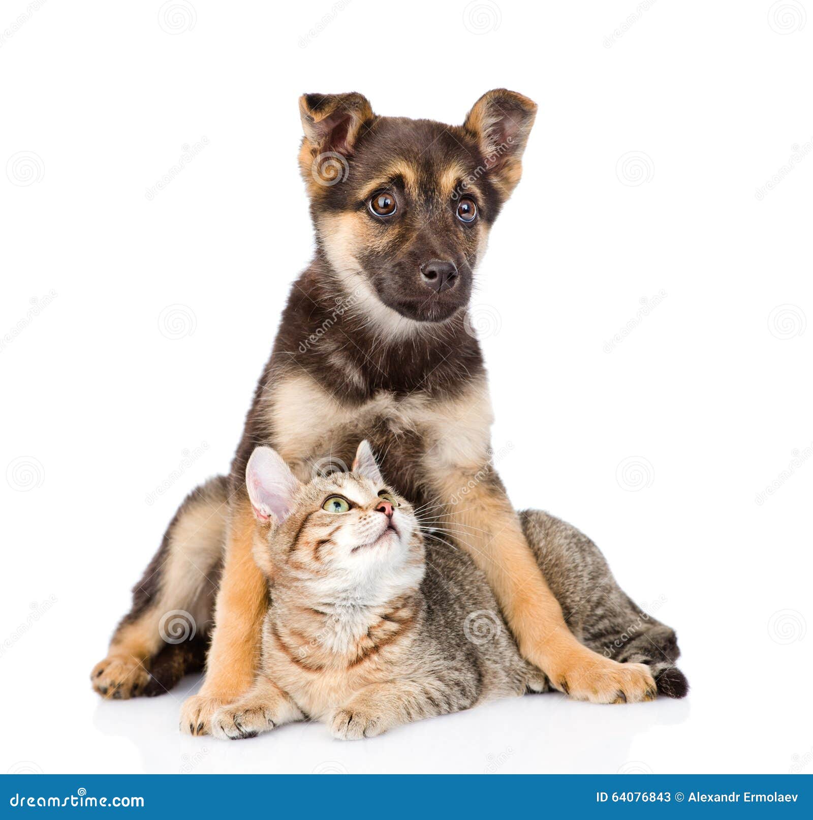 Can A Dog And Cat Crossbreed