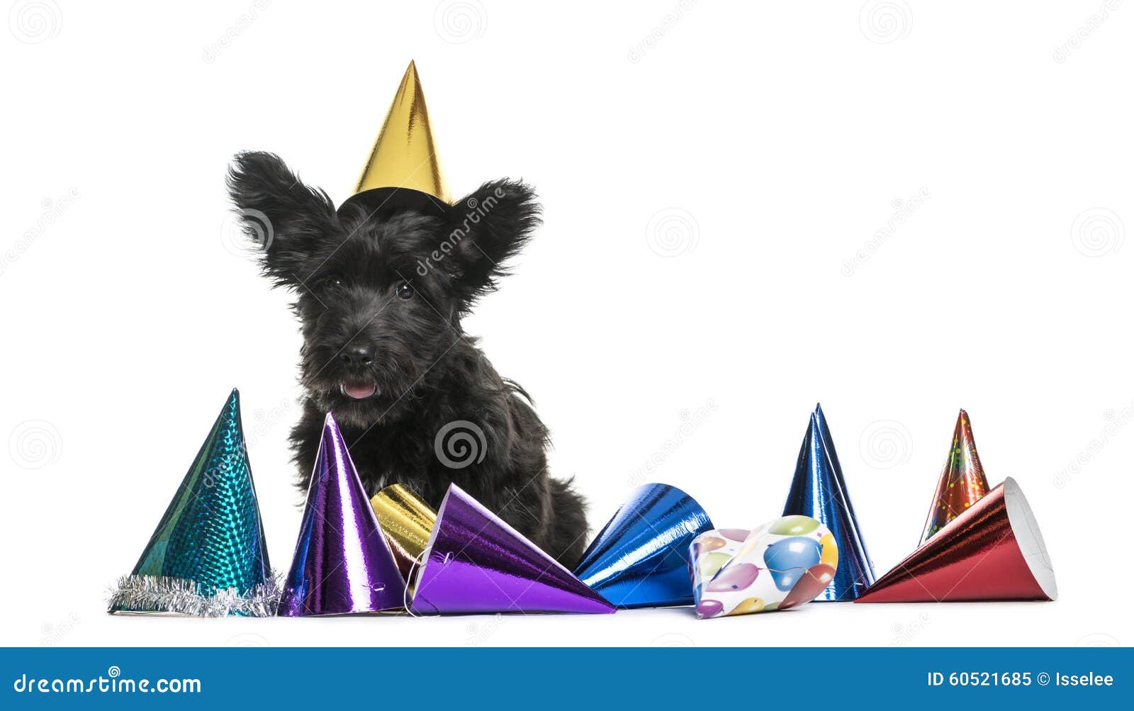 Crossbreed Dog Wearing a Party Hat Stock Image Image of shot, mammal