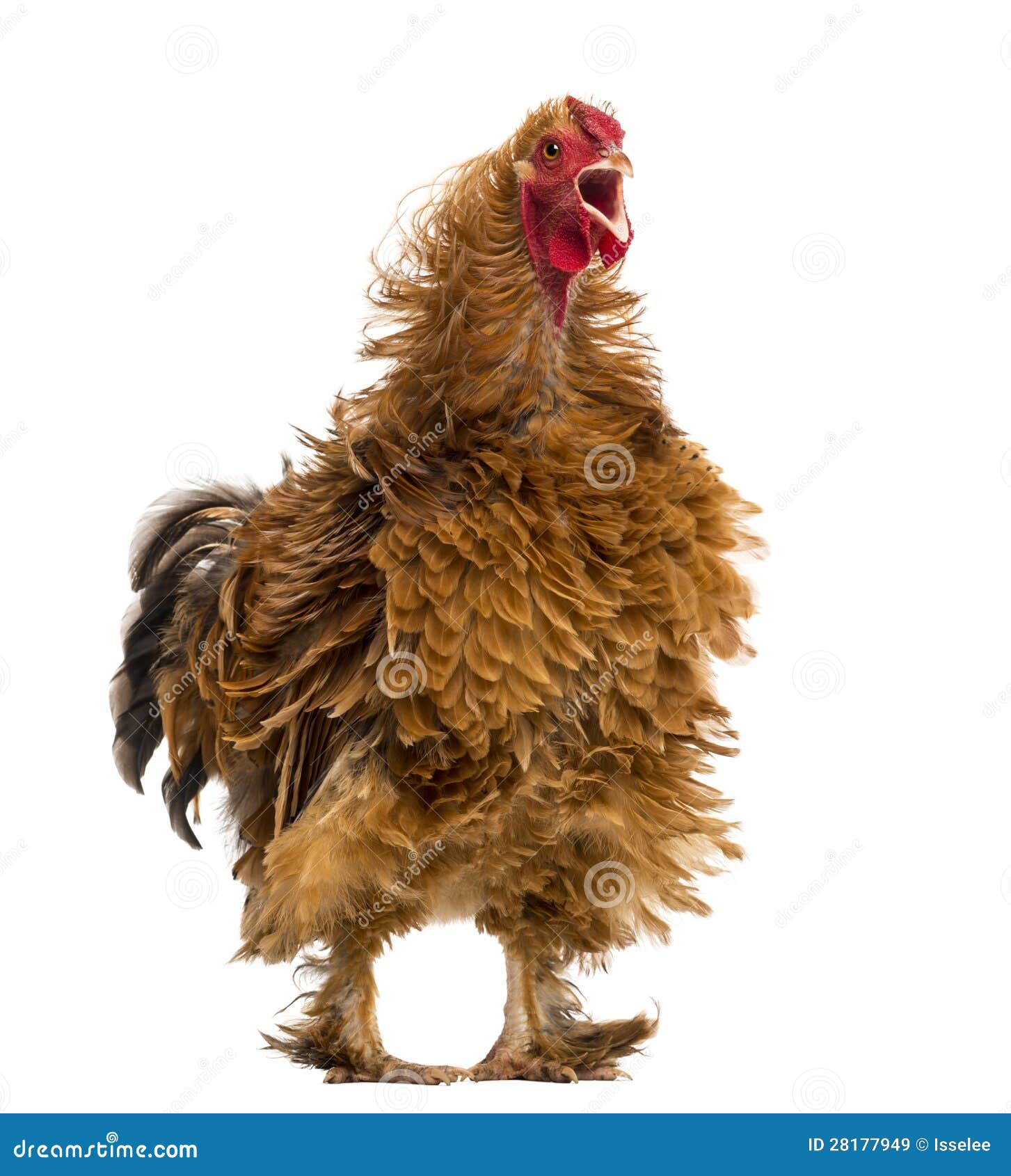 crossbreed rooster crowing, pekin and wyandotte