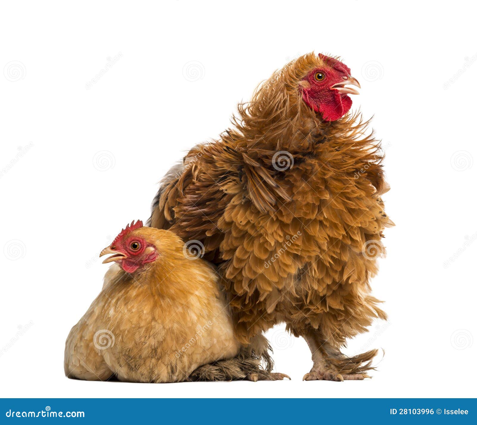 crossbreed rooster, pekin and wyandotte