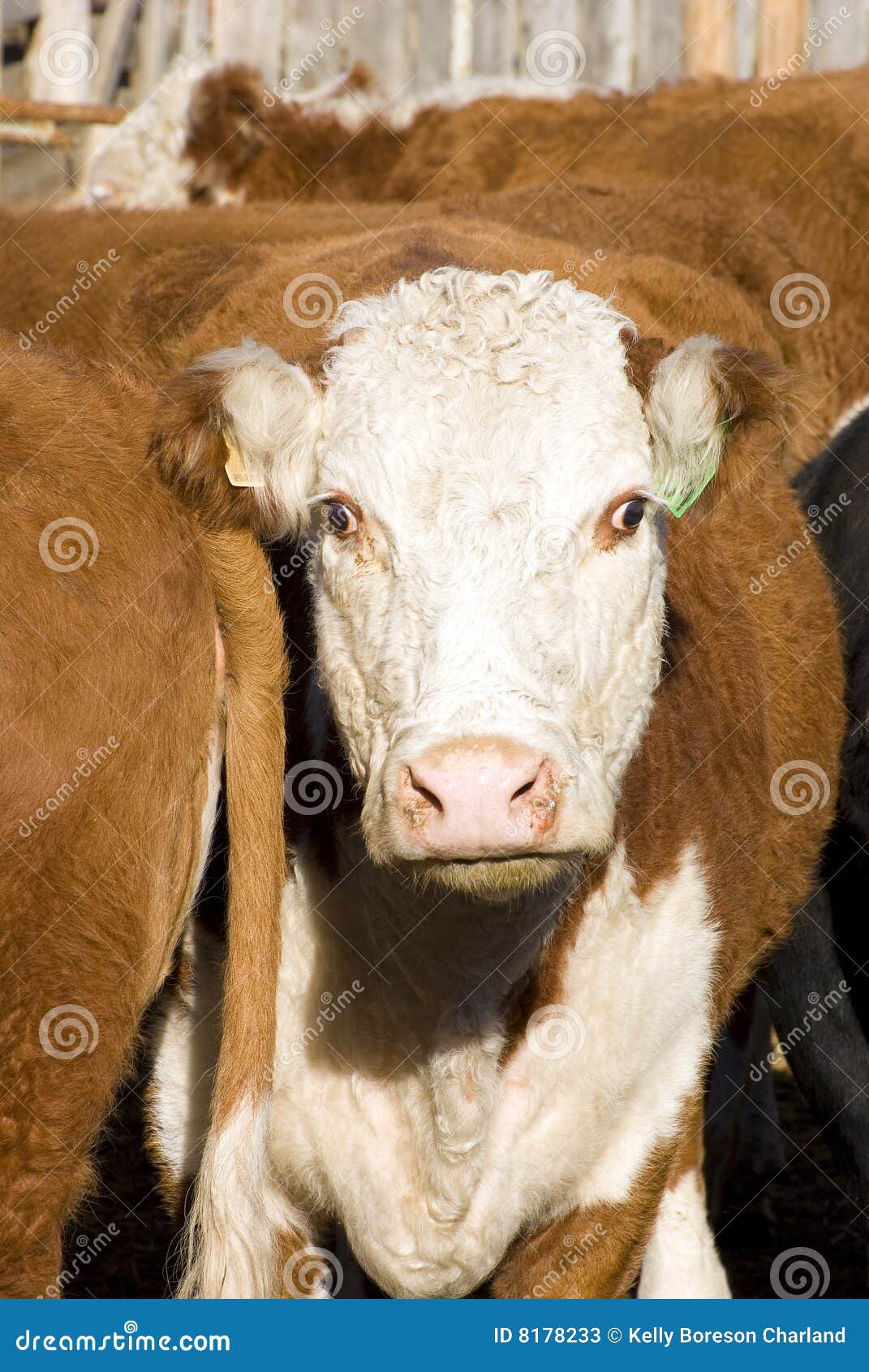 Crossed eyed cow stock image. Image of white, herd, agriculture 8178233