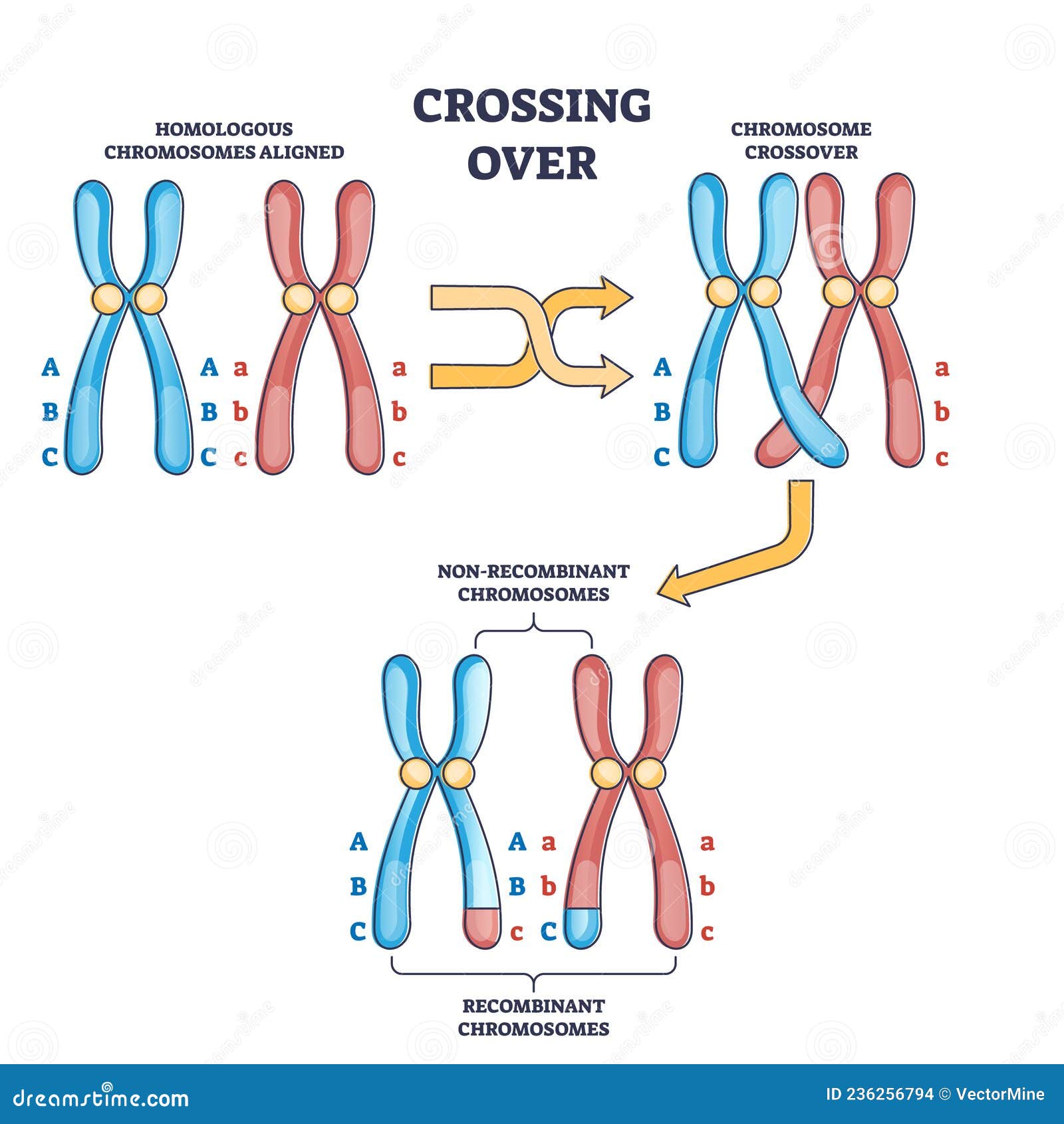 diagram of chromosome with gene