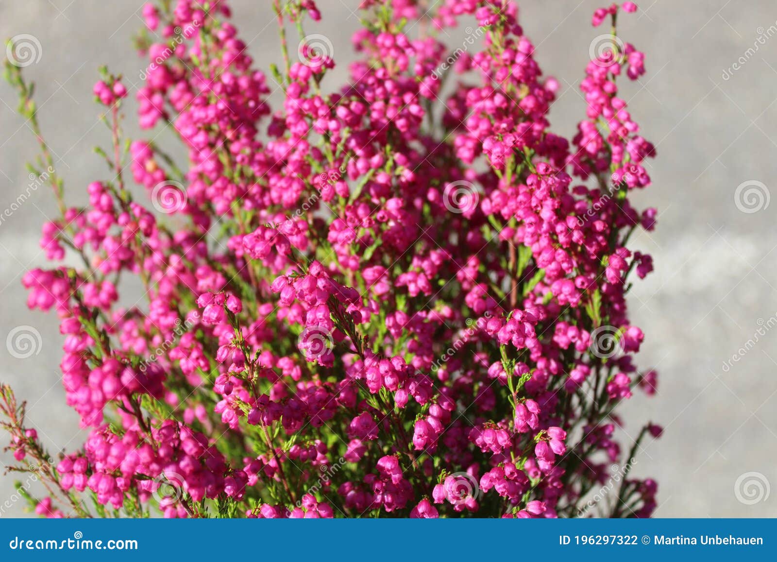 Crossleaved Heide Im Garten Stockfoto Bild von saisonal, schön 196297322