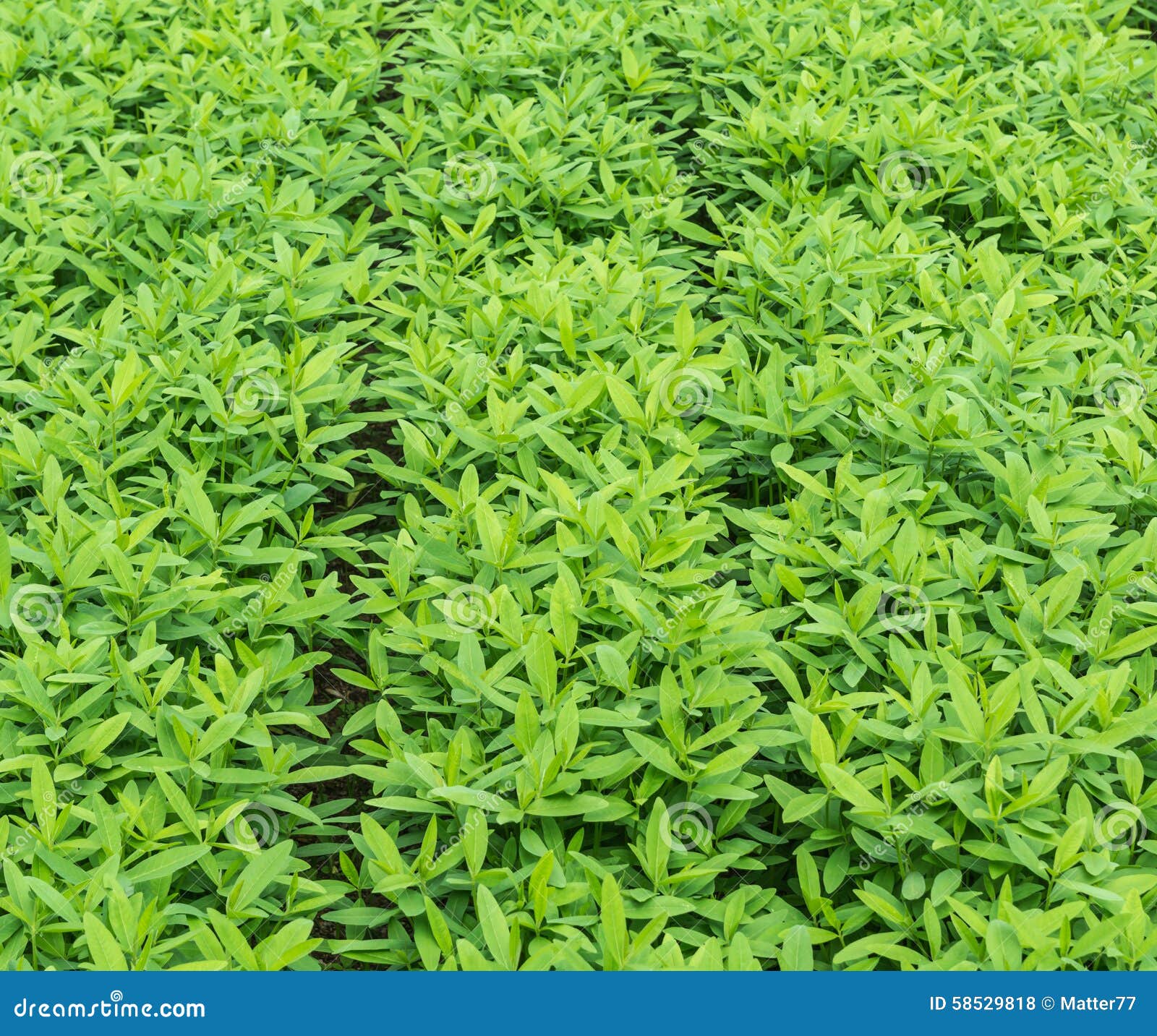 crotalaria, cover crop keeps soil moisture