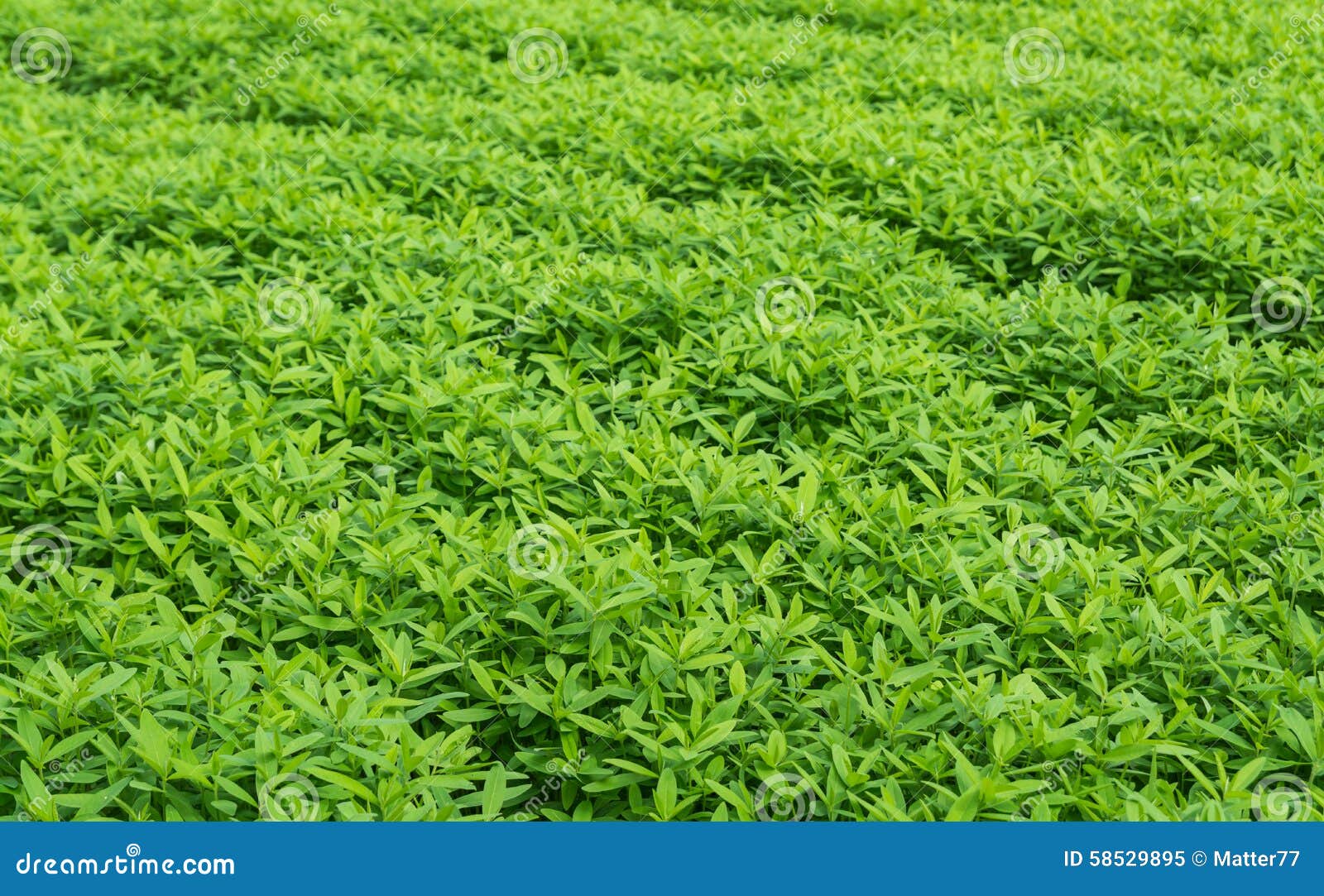 crotalaria, cover crop keeps soil moisture