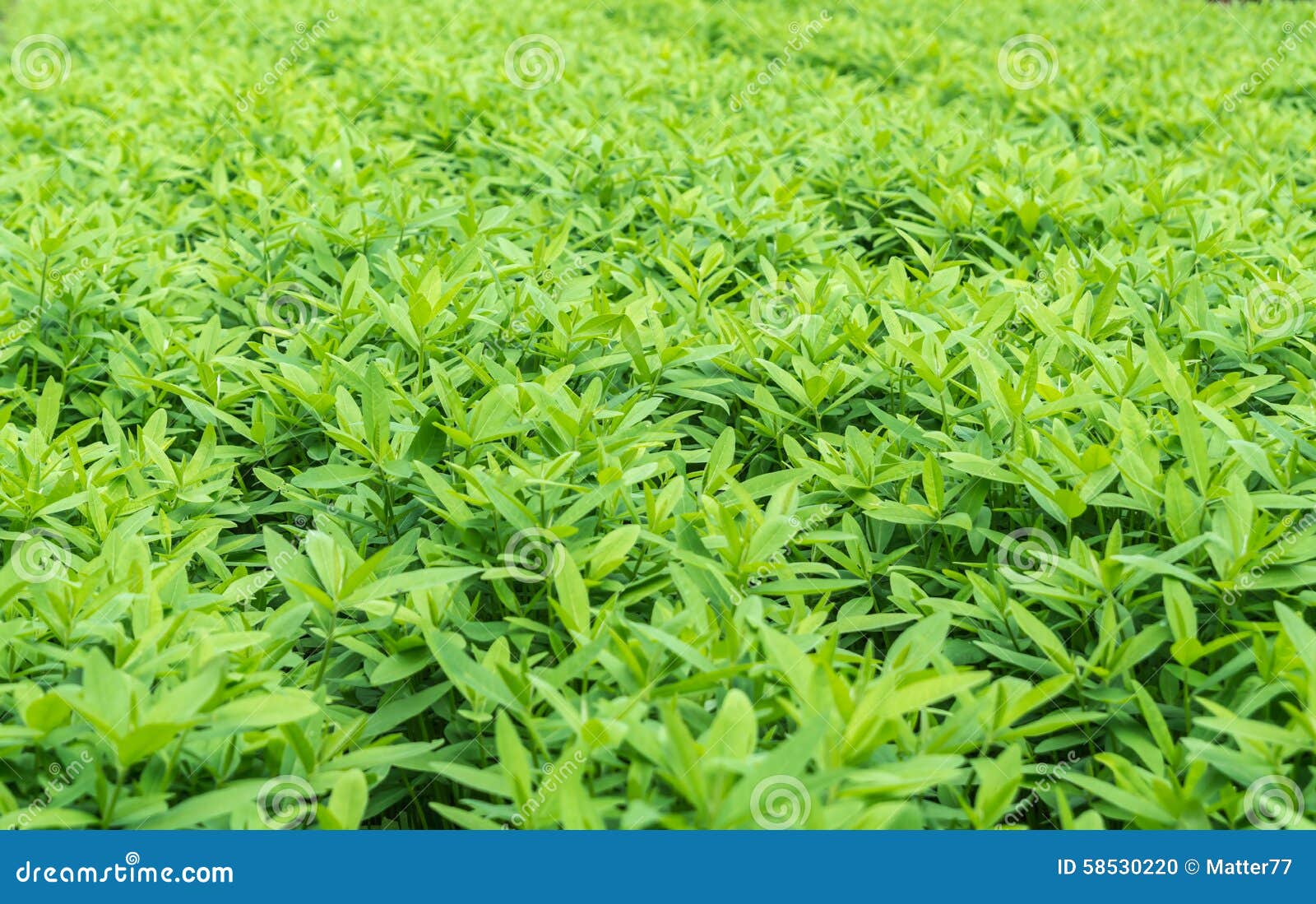 crotalaria, cover crop keeps soil moisture