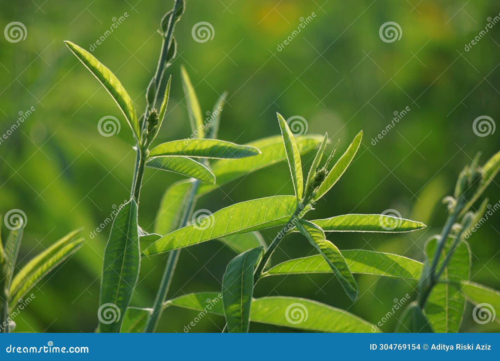 crotalaria juncea (orok-orok, lambau). this plant is usually used for fertilizer and has the potential to be bio-fuel