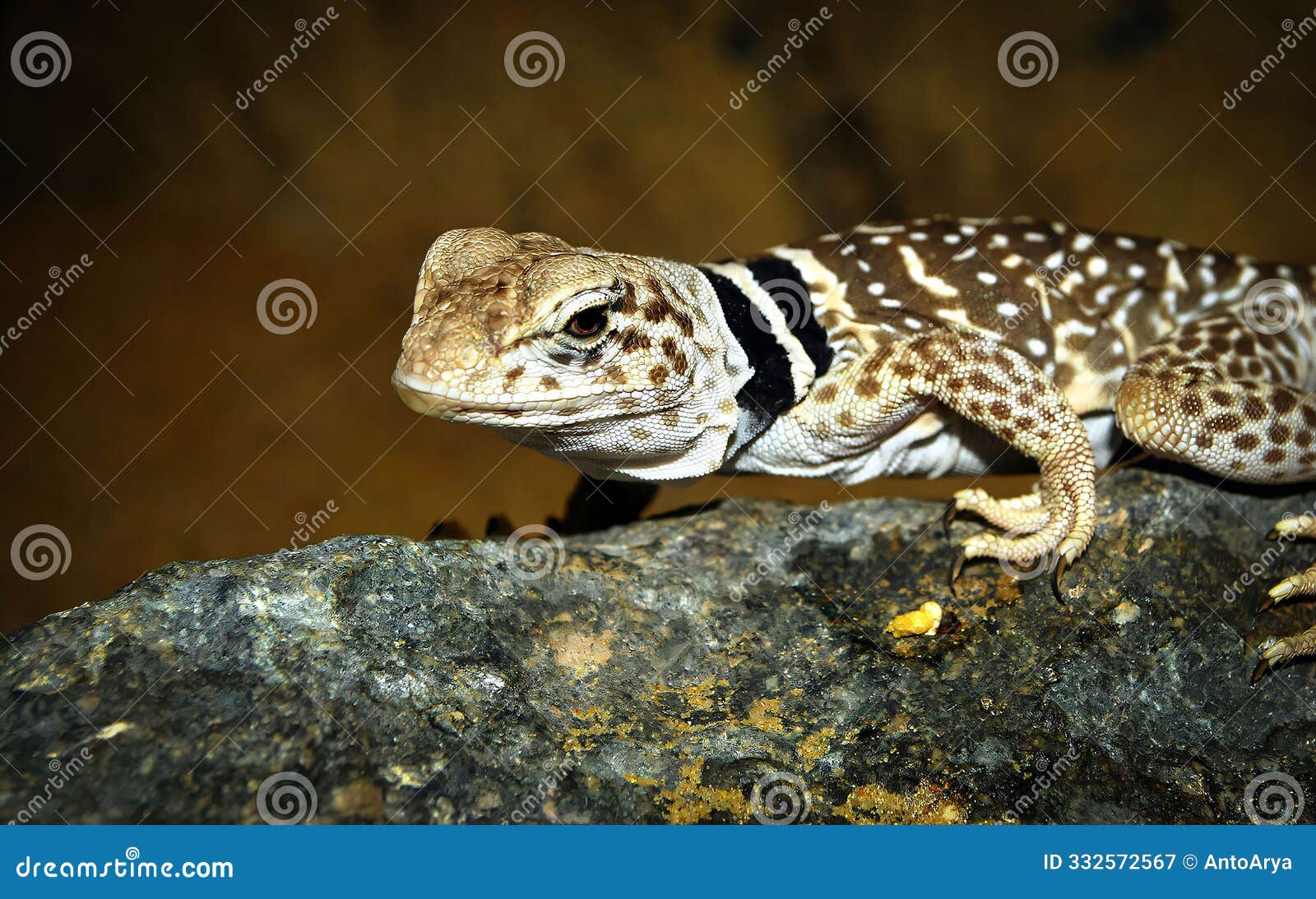 crotaphytus collaris or collared lizard, the name collared lizard comes from the lizards distinct coloration, which includes bands