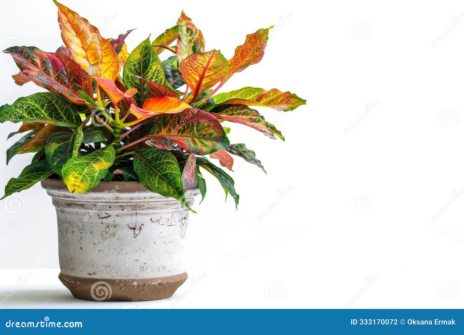croton (codiaeum variegatum) in flowerpot closeup, croton macro house plant in flowerpot