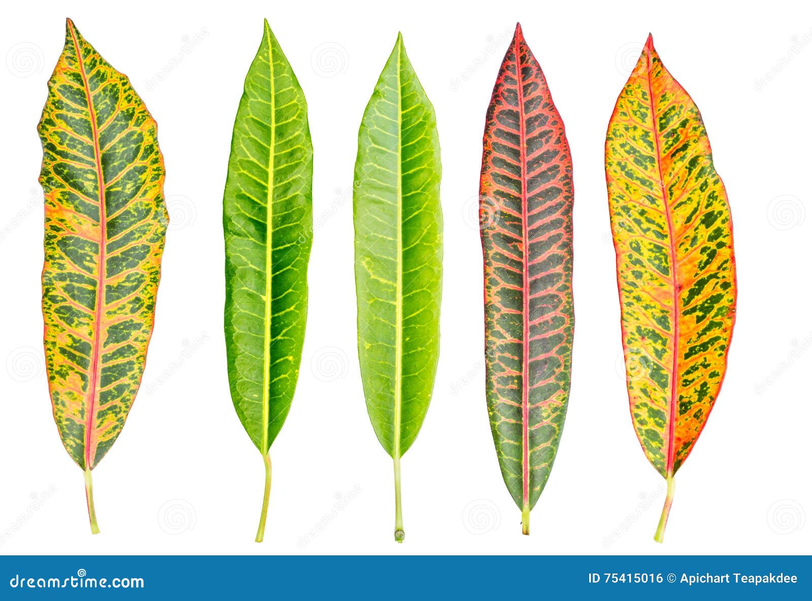 Croton Leaf Codiaeum Variegatum Stock Photography
