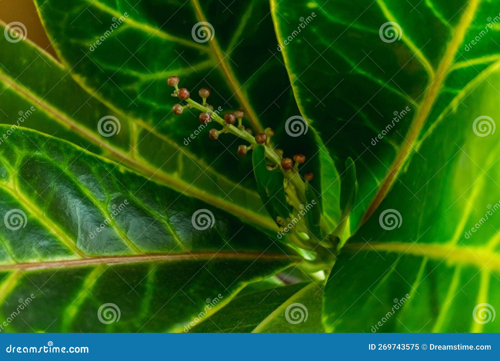 Croton leaves stock image. Image of variegated, flora 269743575