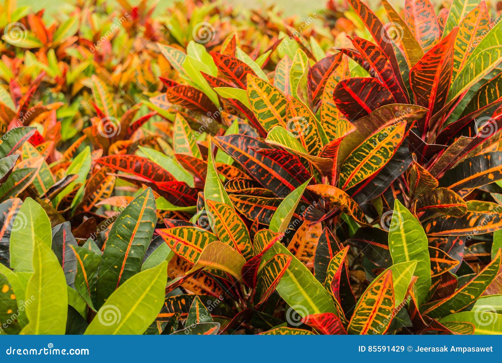Croton plant stock image. Image of codiaeum, garden, botanic 85591429
