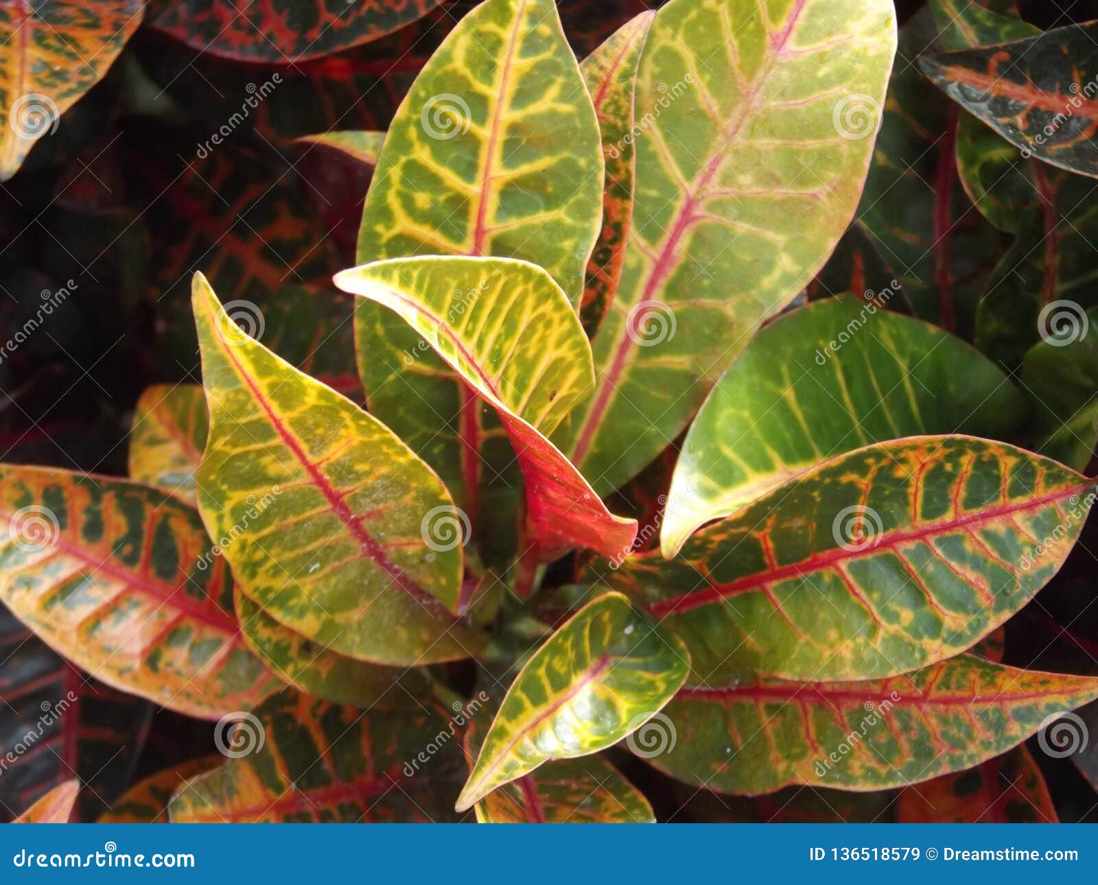 croton plant in a garden