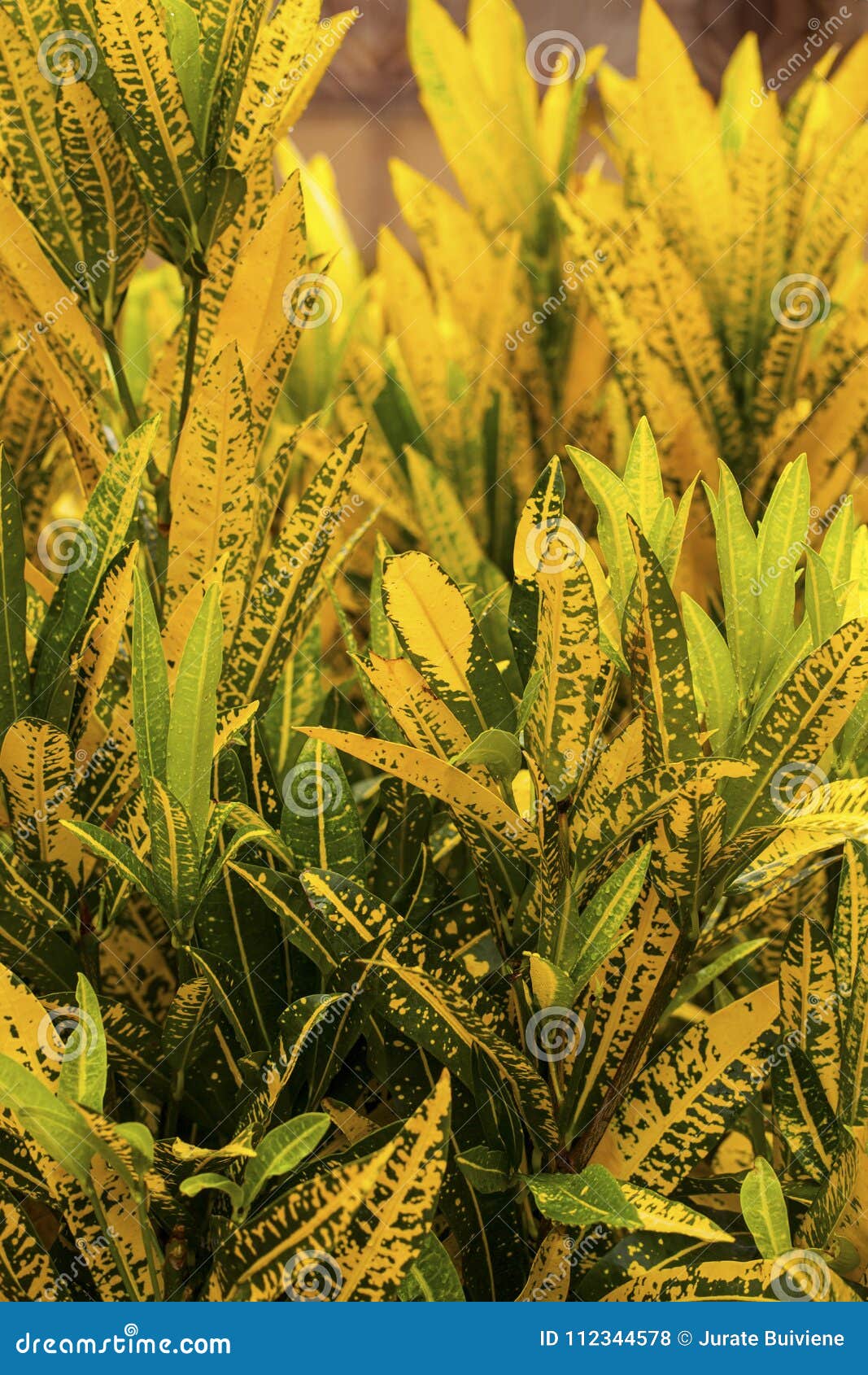 Croton Plant. Kenya, Africa Stock Photo Image of beauty, park 112344578