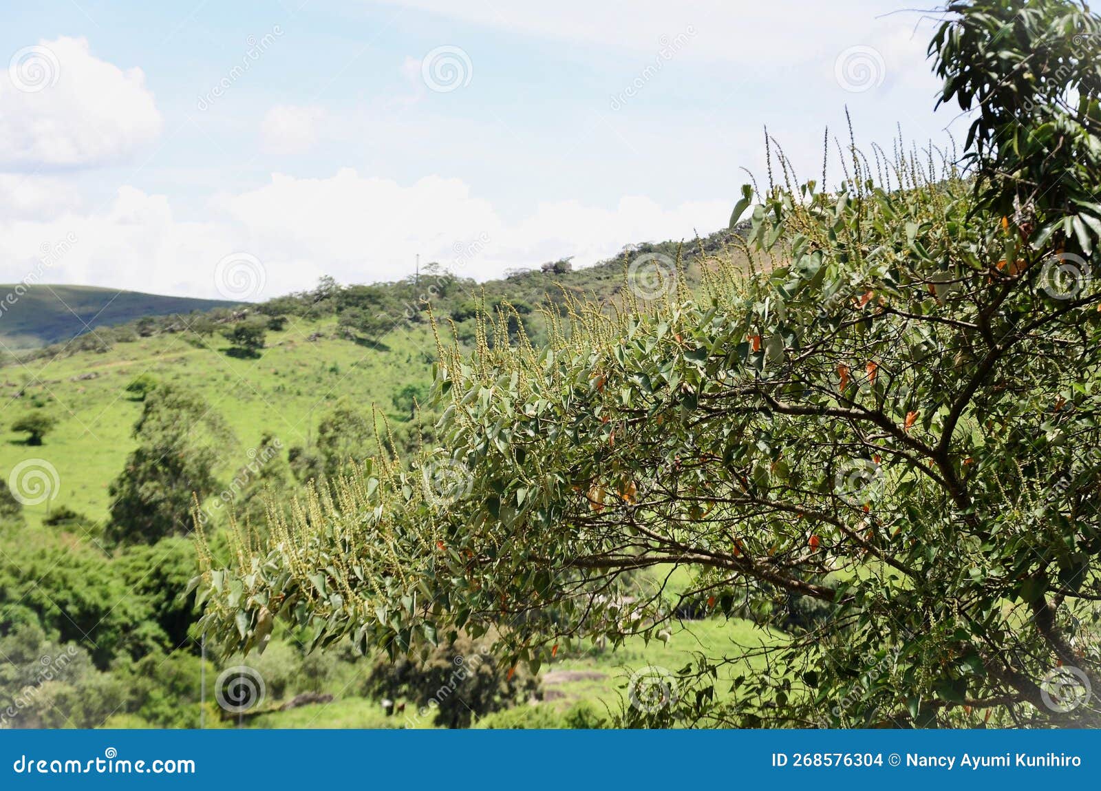 the croton urucurana tree full of flowers in the field