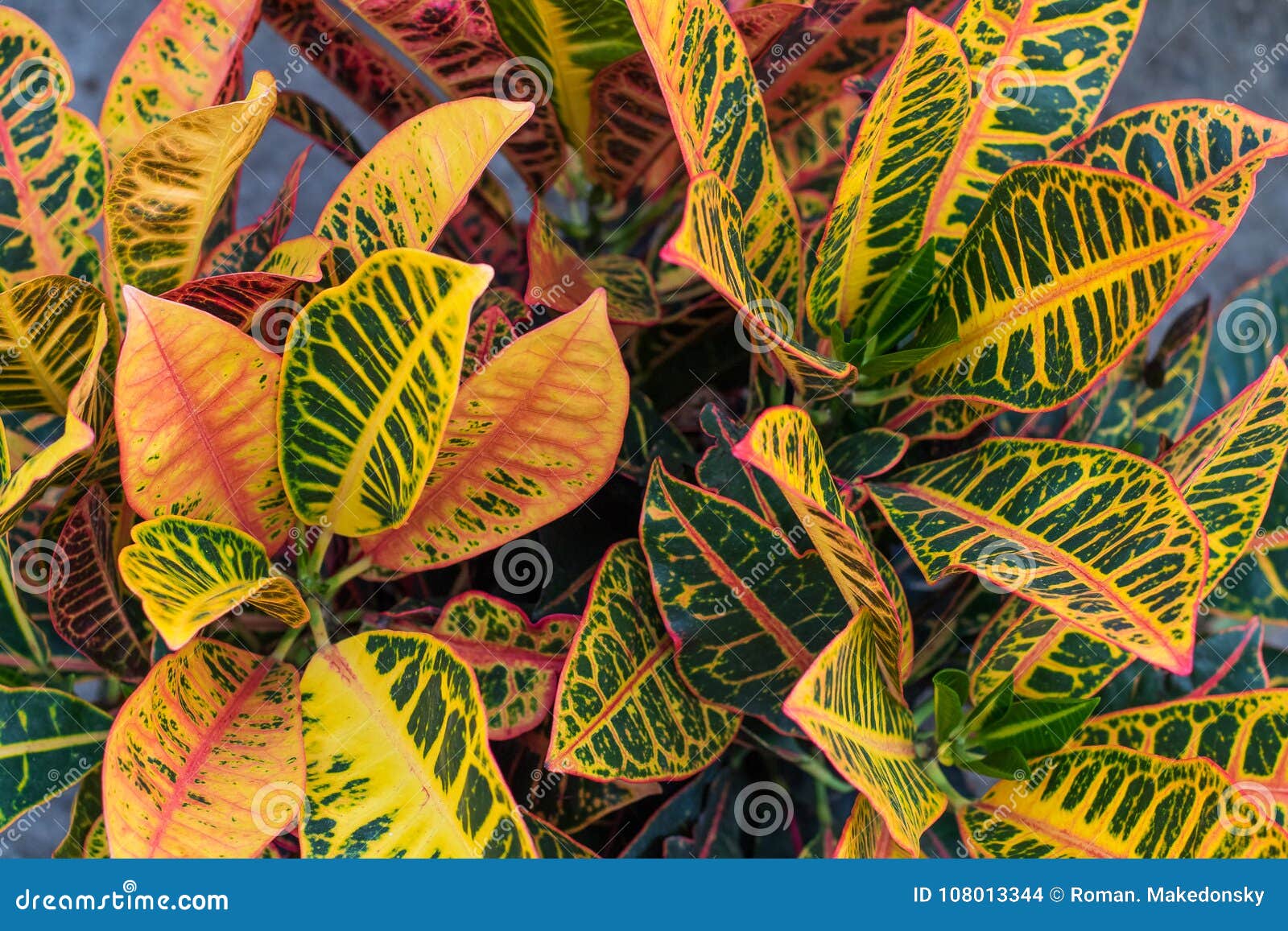 Croton & X28; Variegatum& X29 Do Codiaeum; Plantas Com As Folhas Coloridas  No Jardim Tropical Foto de Stock - Imagem de bonito, jardinar: 108013344