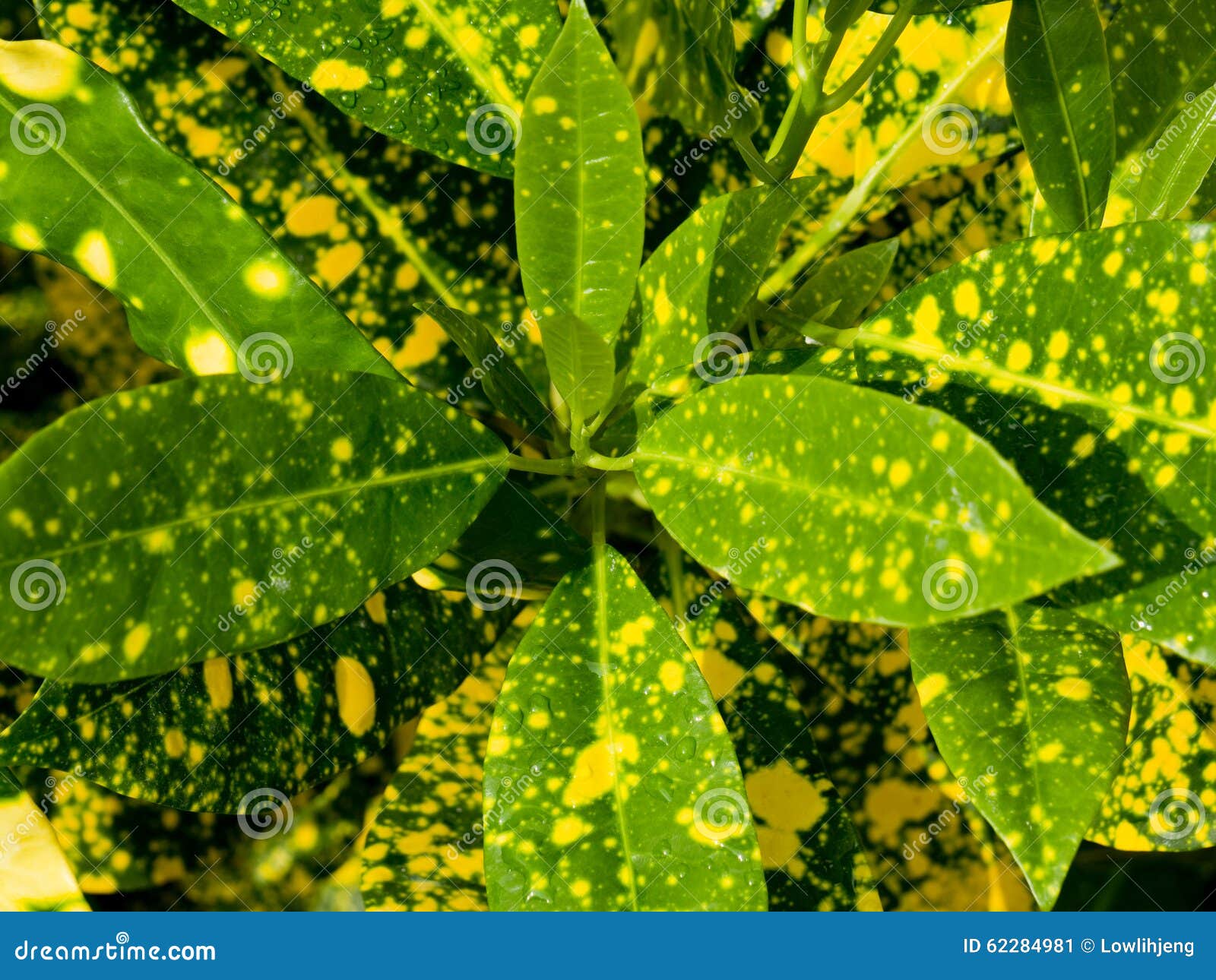 download croton seadiver download croton seadiver