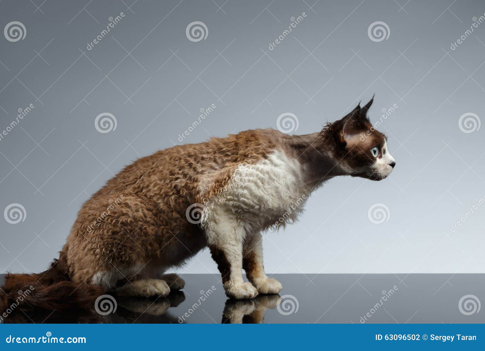crouched devon rex in profile view on gray