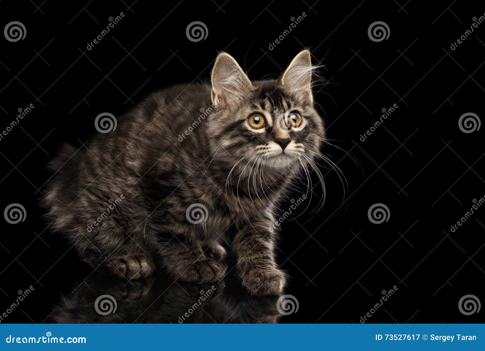 crouched kurilian bobtail kitty without tail curious looks, black