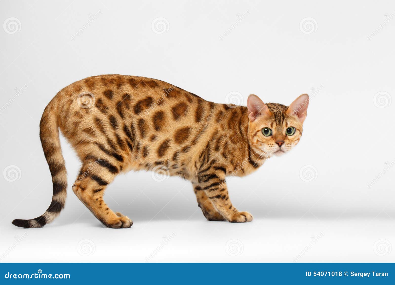 crouching bengal cat on white background