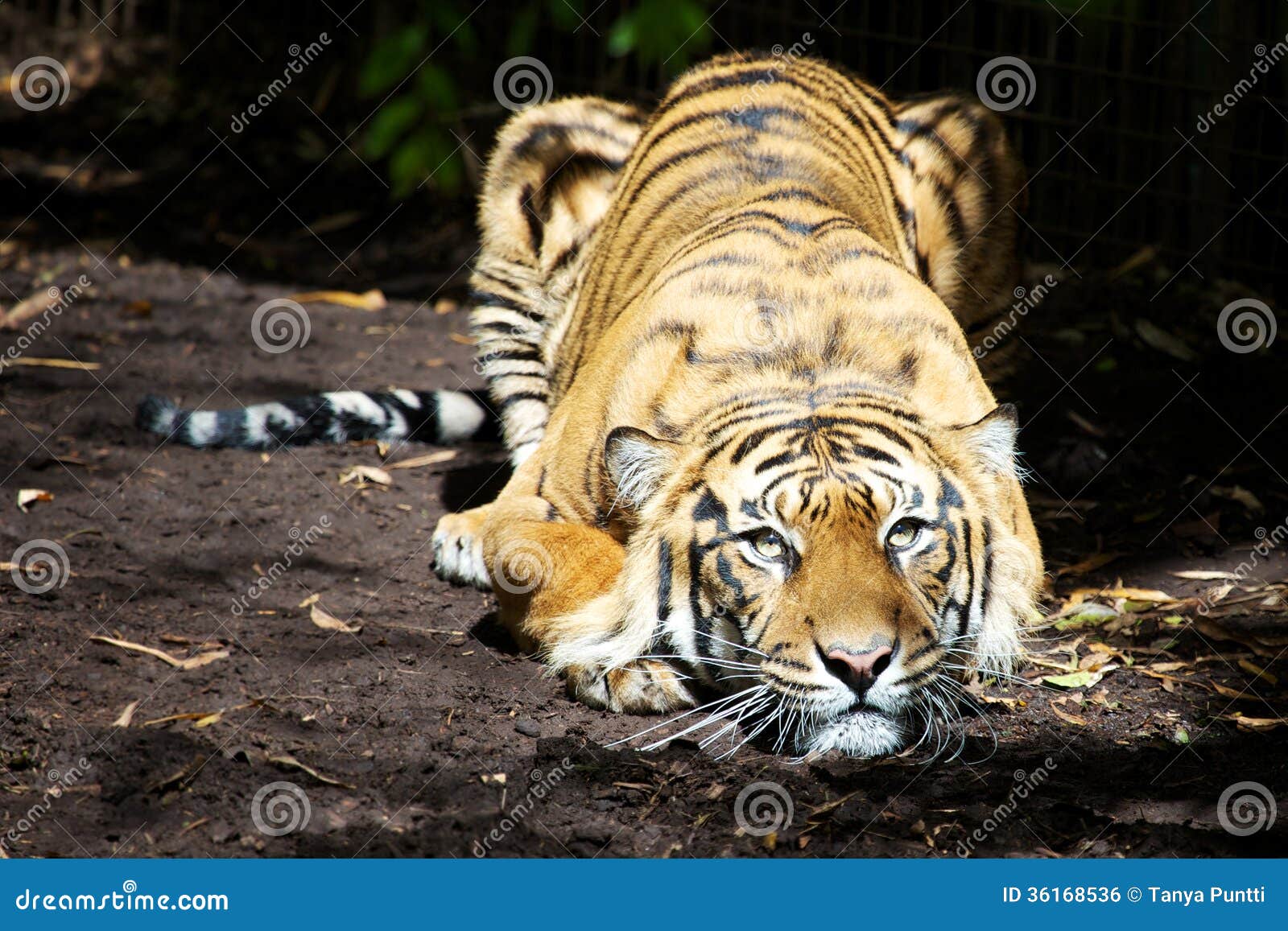 Crouching Tiger