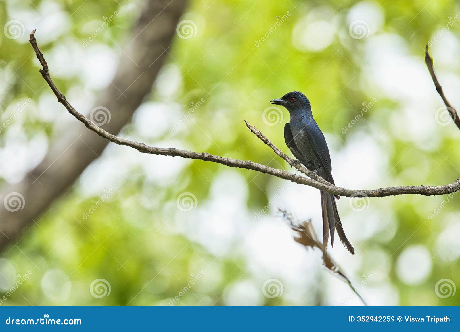 crow-billed drongo sitting on the tree trunk with beautiful background at pench national park