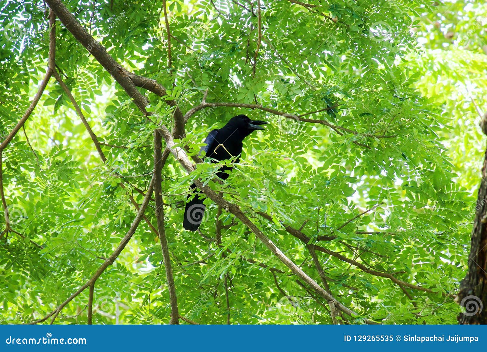 Crow Bird Corvus Macrorhynchos Standing on the Branches of the Big Rain